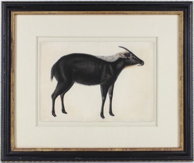 A Chinese Serow (Capricornis milneedwardsi argyrochaetes), ca. 1800. Creator: Unknown.