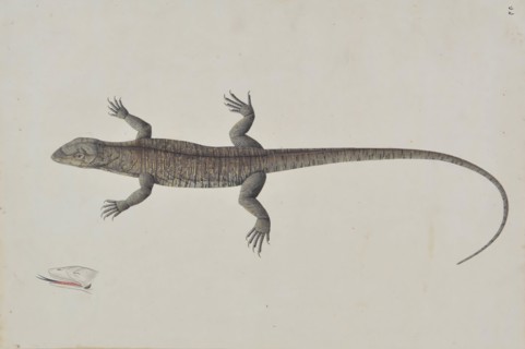 An Indian Bish-Khopra Lizard, ca. 1790. Creator: Unknown.