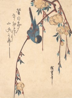 Weeping Cherry. Creator: Ando Hiroshige.