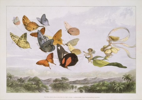 In Fairyland: A Series of Pictures from the Elf-World, 1870. [The Fairy Queen takes an airy drive in a light carriage, a twelve-in-hand, drawn by thoroughbred butterflies].