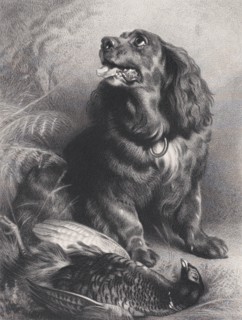 Spaniel and Pheasant, June 15, 1871.
