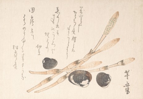 Tsukushi Plant and Shijimi Shells.