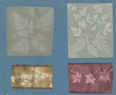 [Botanical Specimens], ca. 1841.