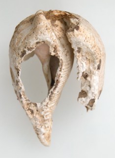 Shell, Frankish, 6th-7th century.
