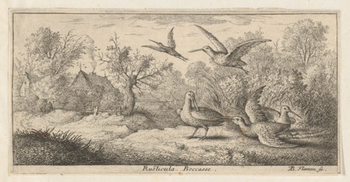 Rusticula, Beccasse (The Woodcock): Livre d'Oyseaux (Book of Birds), 1655-1660.