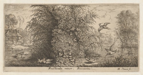 Rusticula minor, Beccassine (The Snipe): Livre d'Oyseaux (Book of Birds), 1655-1660.