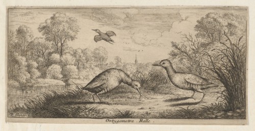 Ortygometra, Ralle (The Rail): Livre d'Oyseaux (Book of Birds), 1655-1660.