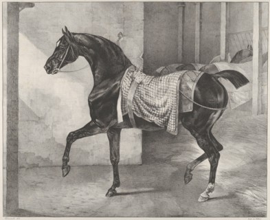 Black Horse Tethered in a Stable, 1822.