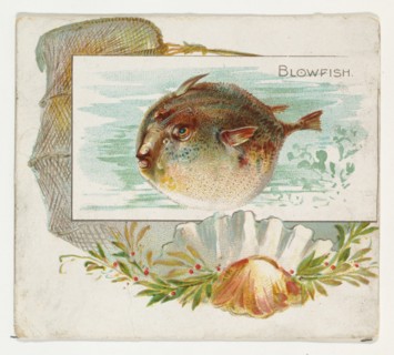 Blowfish, from Fish from American Waters series (N39) for Allen & Ginter Cigarettes, 1889.