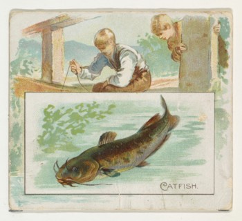 Catfish, from Fish from American Waters series (N39) for Allen & Ginter Cigarettes, 1889.