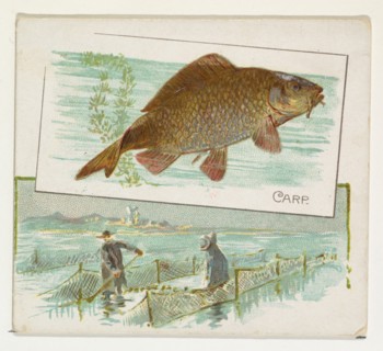 Carp, from Fish from American Waters series (N39) for Allen & Ginter Cigarettes, 1889.