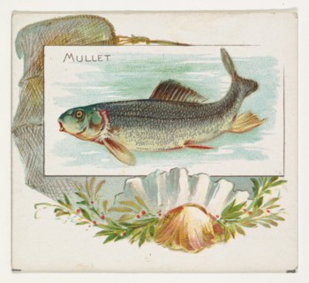 Mullet, from Fish from American Waters series (N39) for Allen & Ginter Cigarettes, 1889.