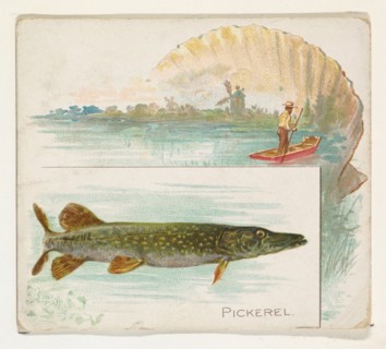 Pickerel, from Fish from American Waters series (N39) for Allen & Ginter Cigarettes, 1889.