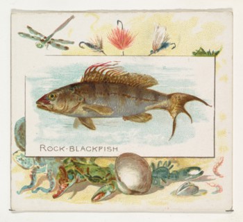 Rock Blackfish, from Fish from American Waters series (N39) for Allen & Ginter Cigarettes, 1889.