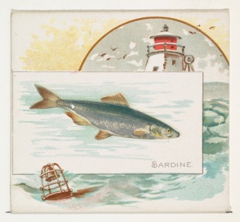 Sardine, from Fish from American Waters series (N39) for Allen & Ginter Cigarettes, 1889.