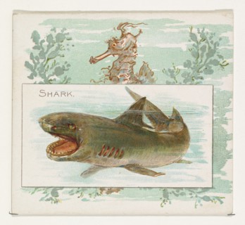 Shark, from Fish from American Waters series (N39) for Allen & Ginter Cigarettes, 1889.