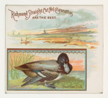 Black Head Duck, from the Game Birds series (N40) for Allen & Ginter Cigarettes, 1888-90.