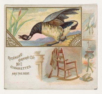 Brent Goose, from the Game Birds series (N40) for Allen & Ginter Cigarettes, 1888-90.