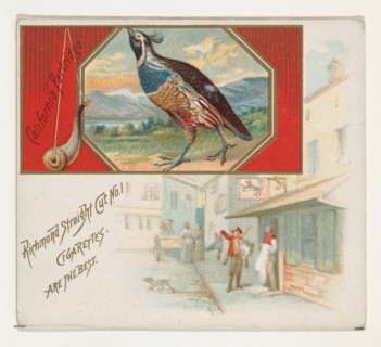 California Partridge, from the Game Birds series (N40) for Allen & Ginter Cigarettes, 1888-90.