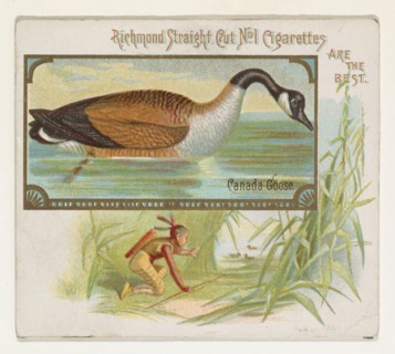 Canada Goose, from the Game Birds series (N40) for Allen & Ginter Cigarettes, 1888-90.