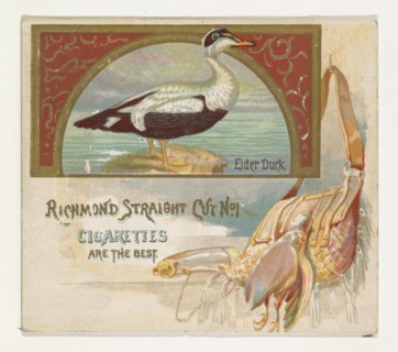 Eider Duck, from the Game Birds series (N40) for Allen & Ginter Cigarettes, 1888-90.
