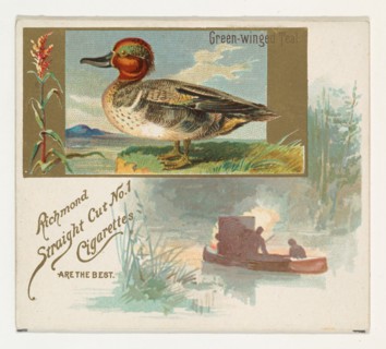 Green-winged Teal, from the Game Birds series (N40) for Allen & Ginter Cigarettes, 1888-90.