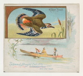 Kildeer Plover, from the Game Birds series (N40) for Allen & Ginter Cigarettes, 1888-90.