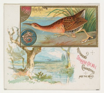 King Rail, from the Game Birds series (N40) for Allen & Ginter Cigarettes, 1888-90.
