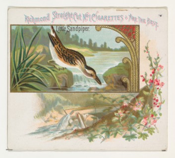 Little Sandpiper, from the Game Birds series (N40) for Allen & Ginter Cigarettes, 1888-90.