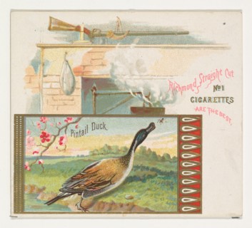 Pintail Duck, from the Game Birds series (N40) for Allen & Ginter Cigarettes, 1888-90.