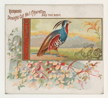 Plumed Partridge, from the Game Birds series (N40) for Allen & Ginter Cigarettes, 1888-90.