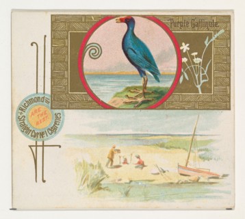 Purple Gallinule, from the Game Birds series (N40) for Allen & Ginter Cigarettes, 1888-90.