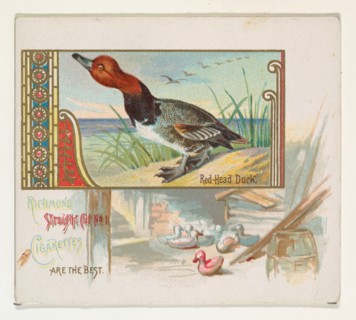 Red Head Duck, from the Game Birds series (N40) for Allen & Ginter Cigarettes, 1888-90.
