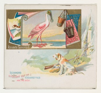 Roseate Spoonbill, from the Game Birds series (N40) for Allen & Ginter Cigarettes, 1888-90.