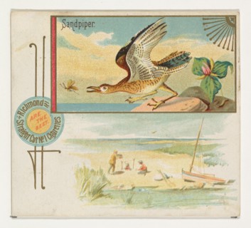 Sandpiper, from the Game Birds series (N40) for Allen & Ginter Cigarettes, 1888-90.