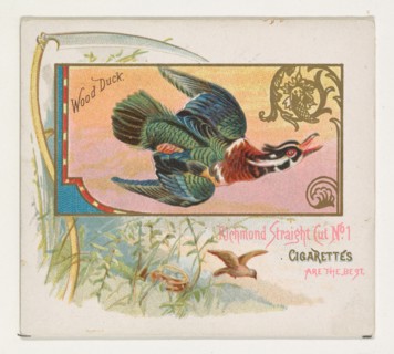 Wood Duck, from the Game Birds series (N40) for Allen & Ginter Cigarettes, 1888-90.