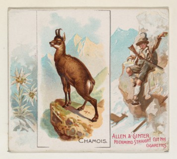Chamois, from Quadrupeds series (N41) for Allen & Ginter Cigarettes, 1890.