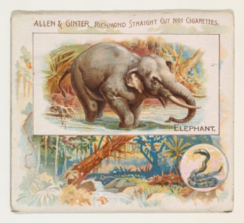 Elephant, from Quadrupeds series (N41) for Allen & Ginter Cigarettes, 1890.