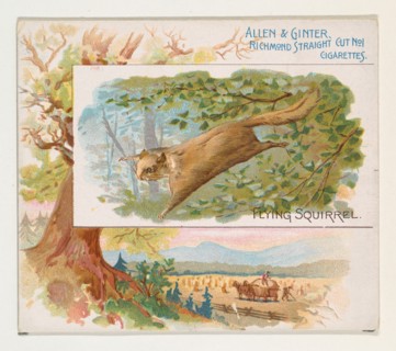 Flying Squirrel, from Quadrupeds series (N41) for Allen & Ginter Cigarettes, 1890.