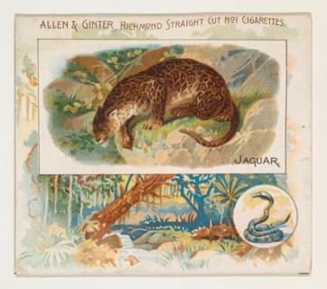 Jaguar, from Quadrupeds series (N41) for Allen & Ginter Cigarettes, 1890.