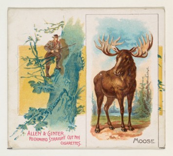 Moose, from Quadrupeds series (N41) for Allen & Ginter Cigarettes, 1890.