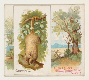 Opossum, from Quadrupeds series (N41) for Allen & Ginter Cigarettes, 1890.