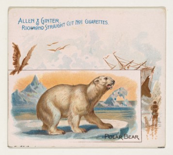 Polar Bear, from Quadrupeds series (N41) for Allen & Ginter Cigarettes, 1890.