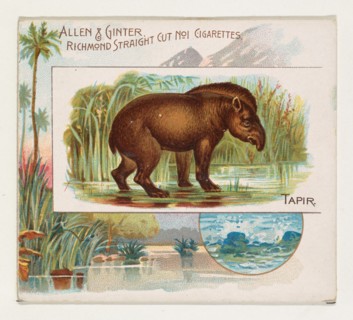 Tapir, from Quadrupeds series (N41) for Allen & Ginter Cigarettes, 1890.