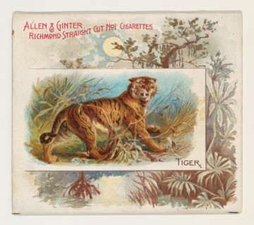 Tiger, from Quadrupeds series (N41) for Allen & Ginter Cigarettes, 1890.