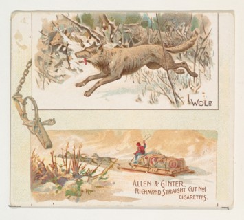 Wolf, from Quadrupeds series (N41) for Allen & Ginter Cigarettes, 1890.