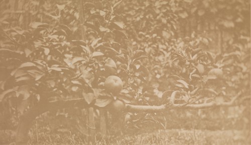 [Apple Tree Branch], ca. 1856.