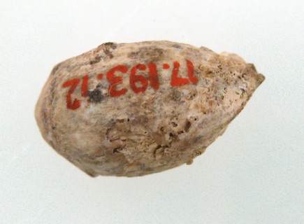 Cherry Stone from a Tomb, Frankish, 500-600.