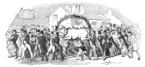 Procession of the ox