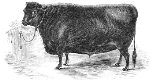 Prince Albert's Angus polled ox